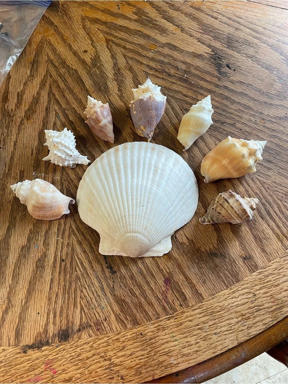 Natural Seashell Wall Decor - White and Tan Shell Collection